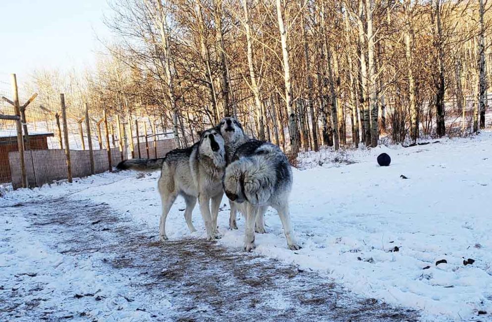 Running with the Wolves at Yamnuska Wolfdog Sanctuary on Where Rockies