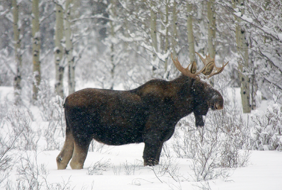 Watch out for Wildlife! on Where Rockies