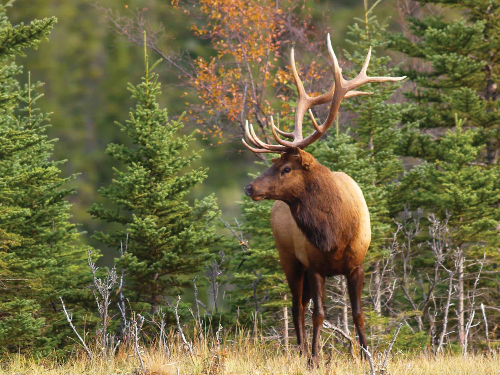 9 Best Wildlife Tours in the Canadian Rockies on Where Rockies