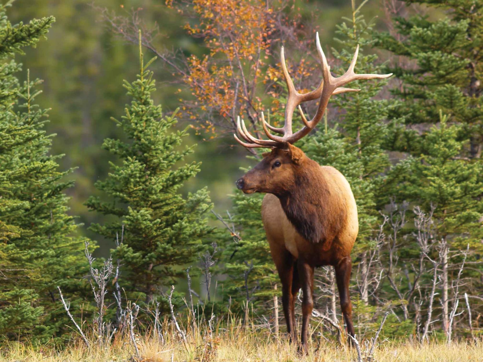 9 Best Wildlife Tours in Rocky Where Canadian Rockies