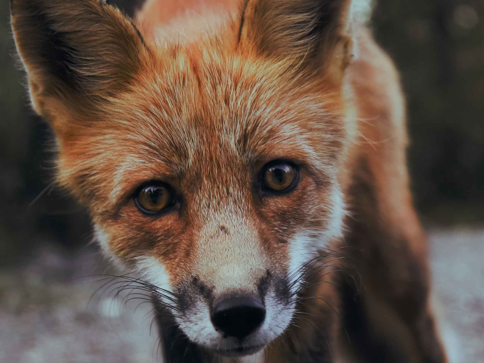 Close up of a Red Fox looking at the camera