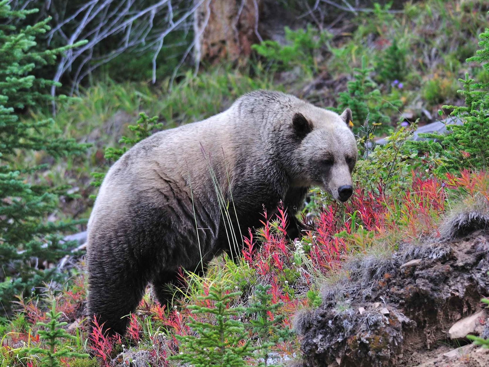 Protecting Wildlife in the Rocky Mountains Main Photo