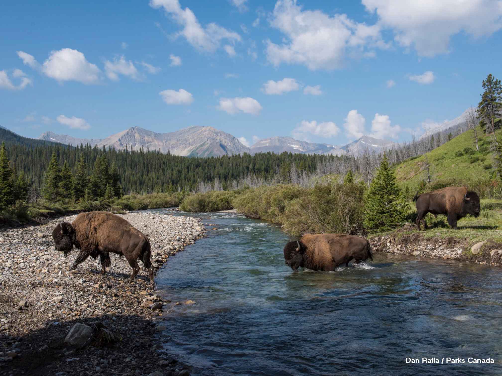 Bison cross the river in Banff National Park, representing some of the wild adventures that can be had roaming the area