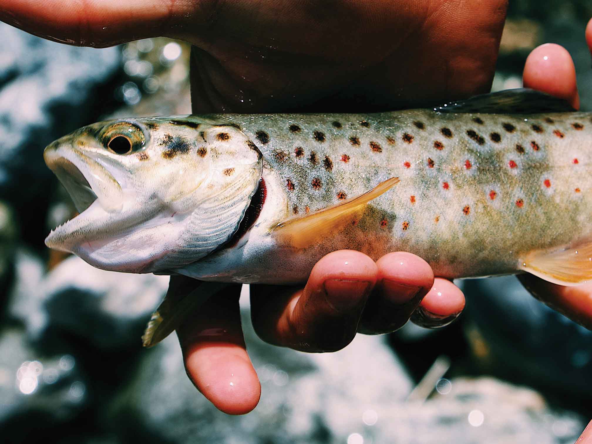 Spotted Brown Trout represents some of the wild adventures in fishing in the Canadian Rockies
