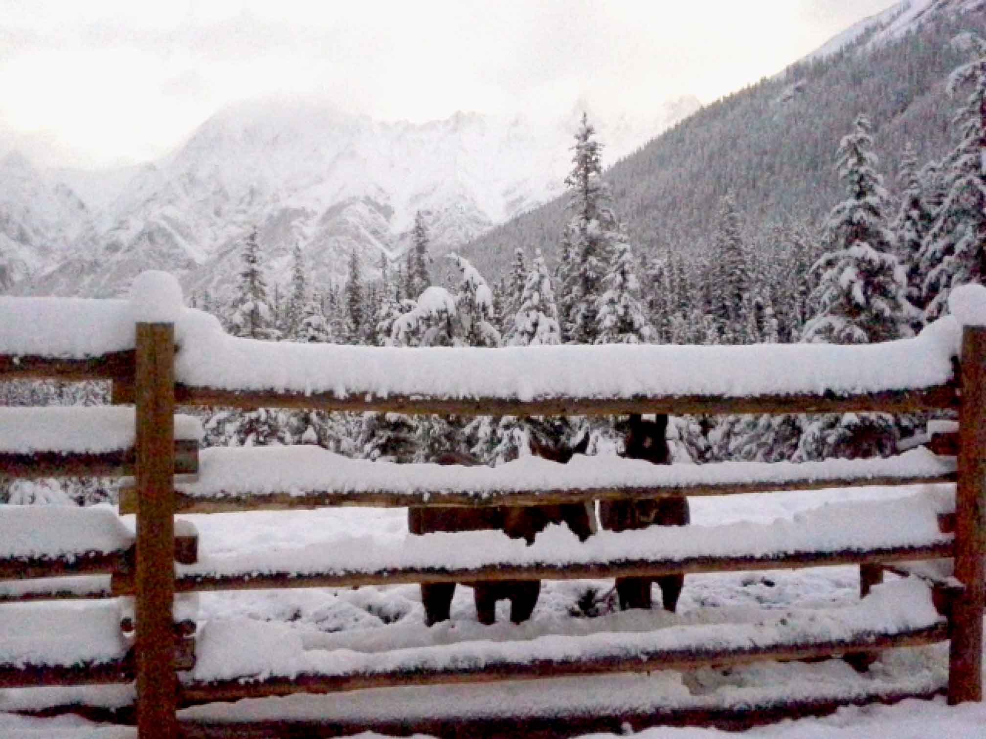 Deep snow from an August snowstorm in the backcountry of the Canadian Rockies