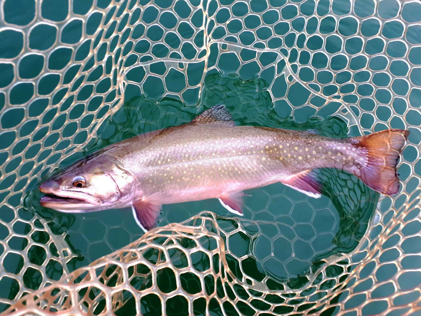 There and Back Again: Fishing in Jasper National Park on Where Rockies