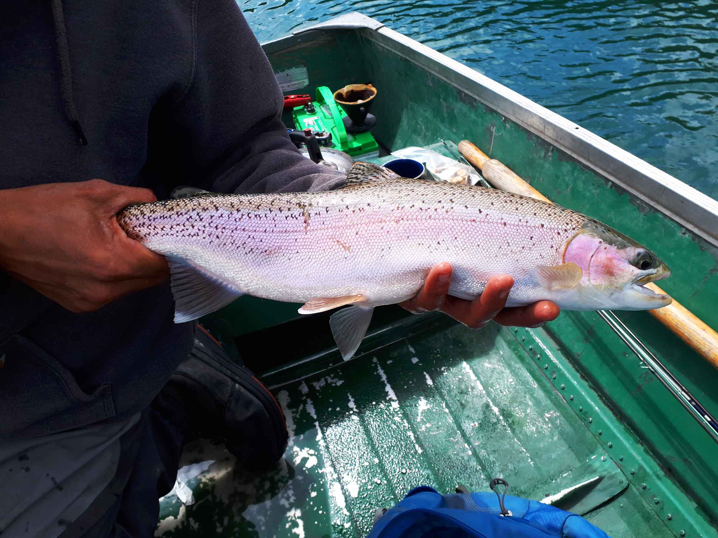 Rainbow Trout in Boat at Maligne Lake