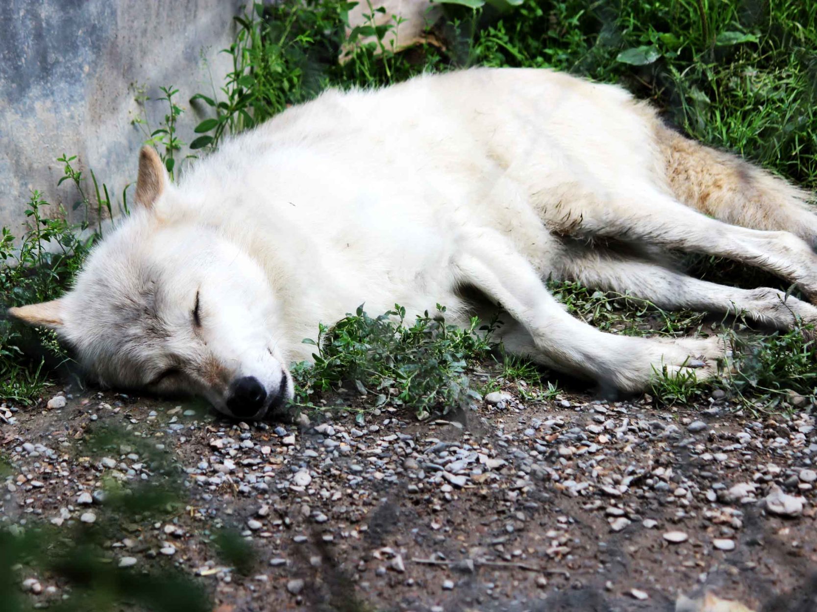 Learning about Wolves at Northern Lights Wolf Centre on Where Rockies