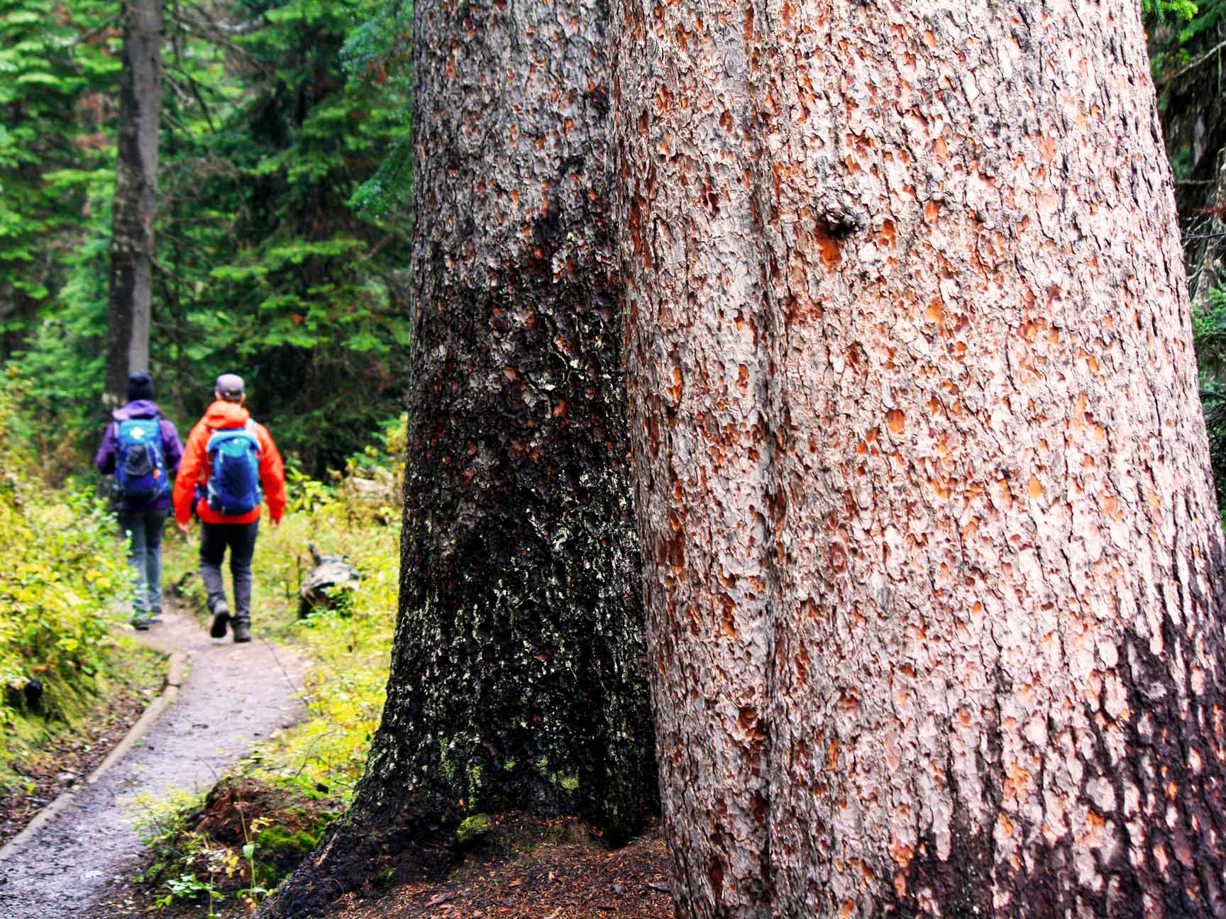 Old growth tree on guided hike with Self Propelled Adventures