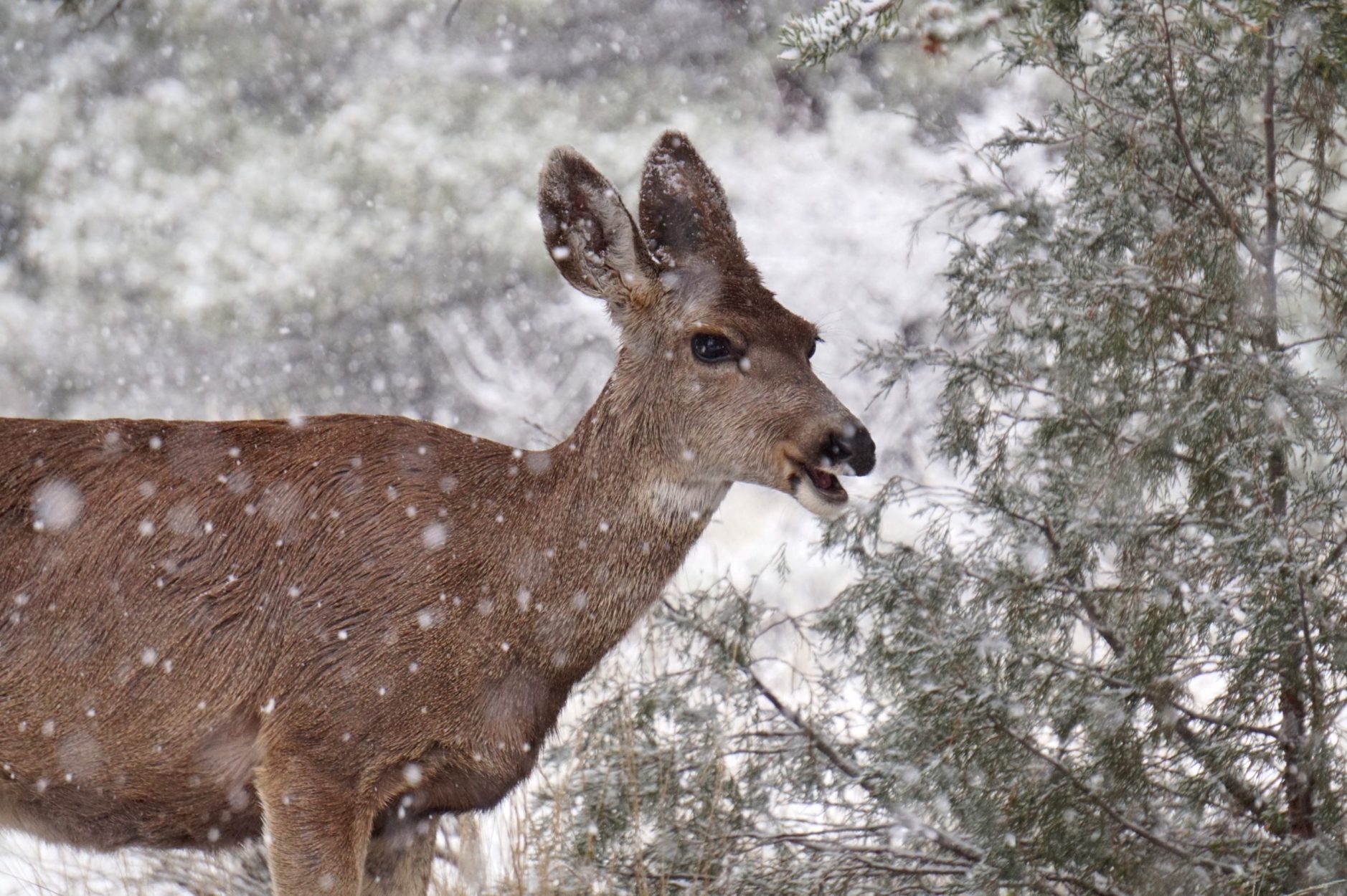 Winter Wildlife Discovery in Jasper Main Photo