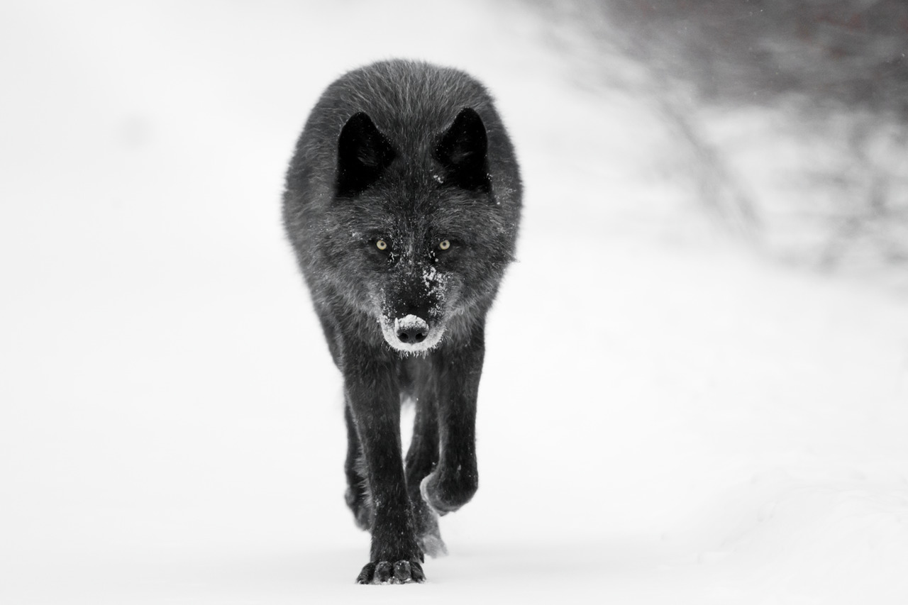 A black wolf walks directly towards the camera in the Canadian Rockies