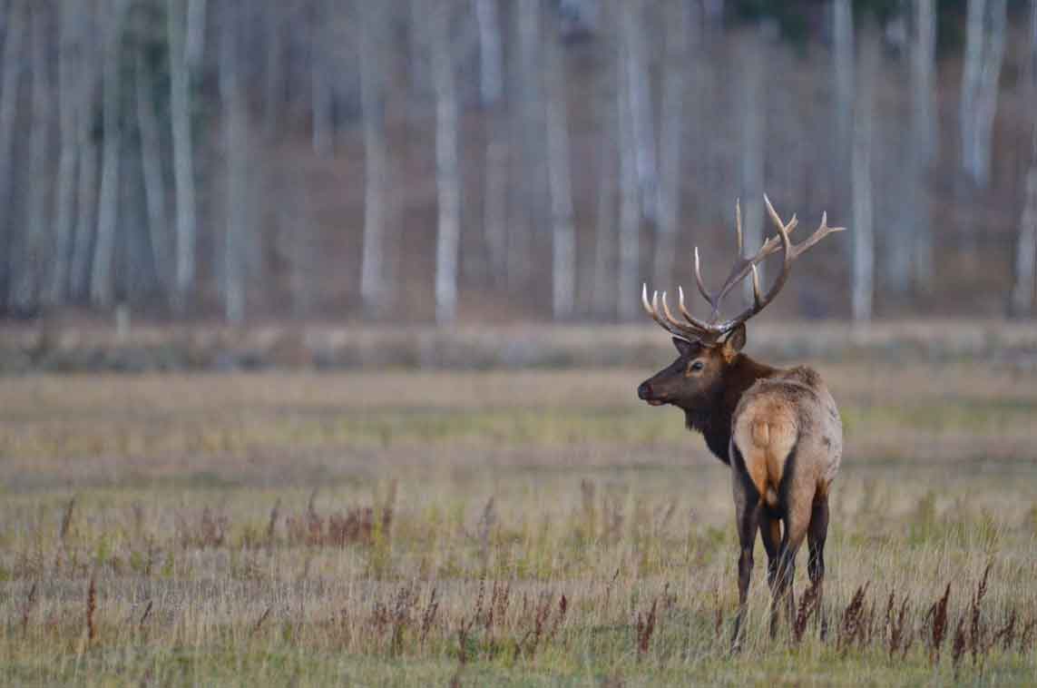 Wildlife bull elk with rack in Banff National Park
