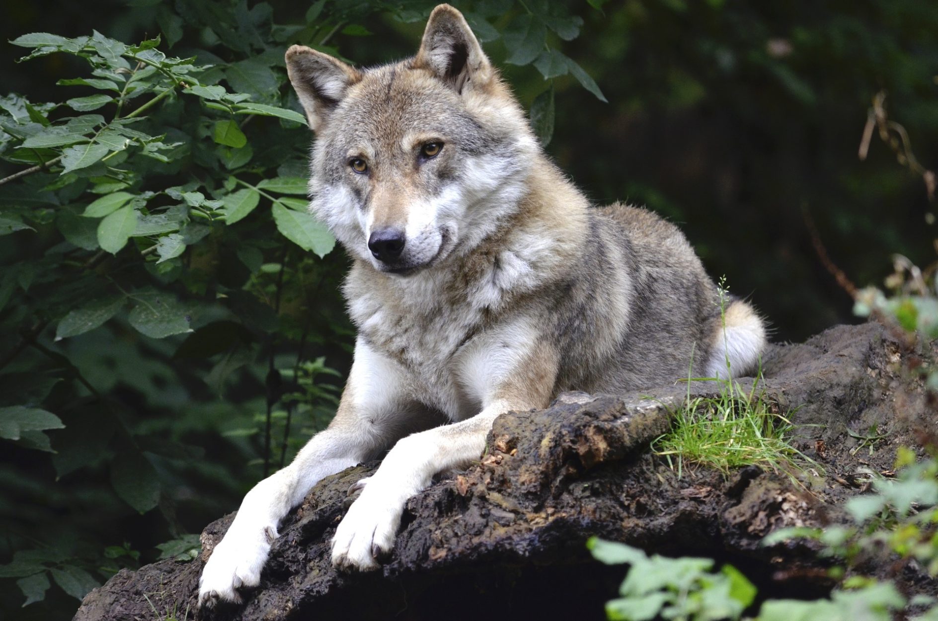 Direct from Yamnuska Wolfdog Sanctuary on Where Rockies