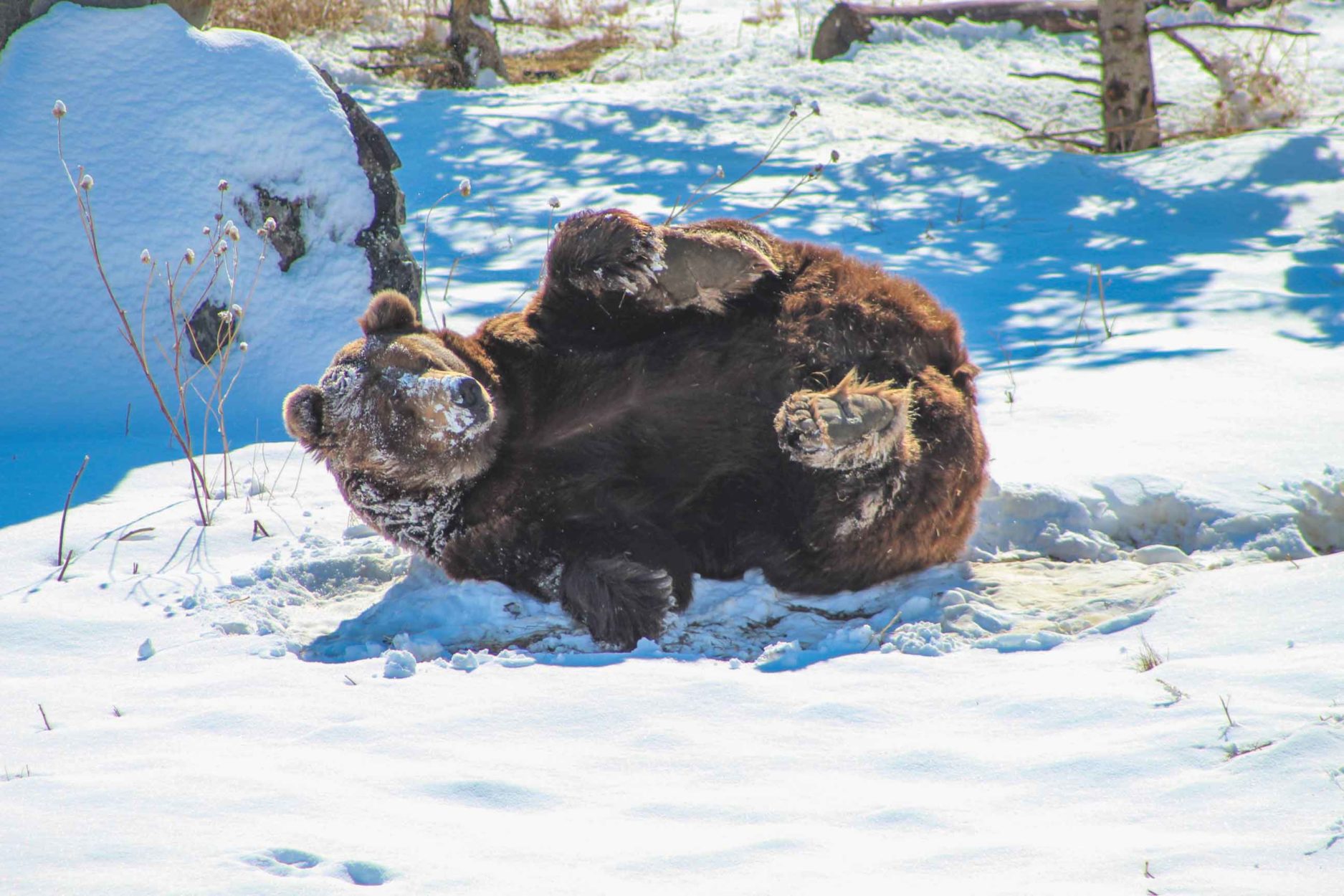 Sleeping Beauty: What do bears DO all winter? on Where Rockies