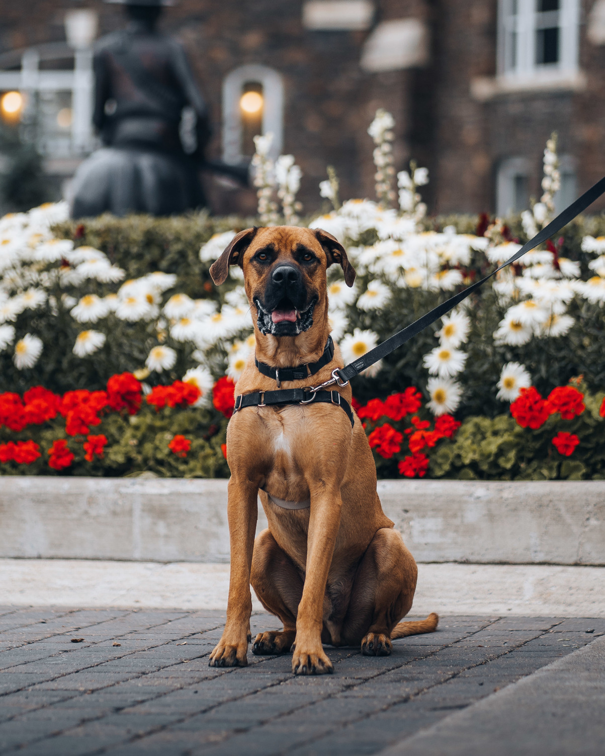 Grover, a mastiff from the Bow Valley SPCA, sits in front of the gardens at the pet friendly Fairmont Banff Springs