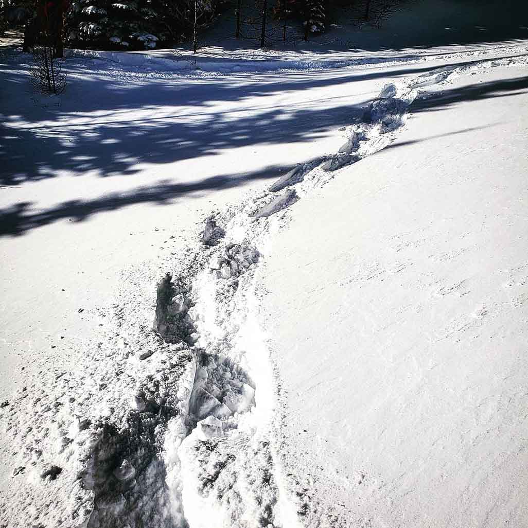 Snowcat Snowshoe Adventure with White Mountain Adventures on Where Rockies
