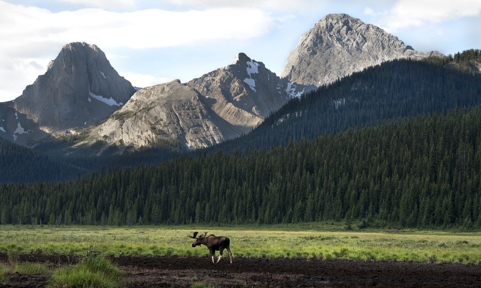 A moose in the meadows under the mountains in Kananaskis, an area now covered by the Conservation Pass