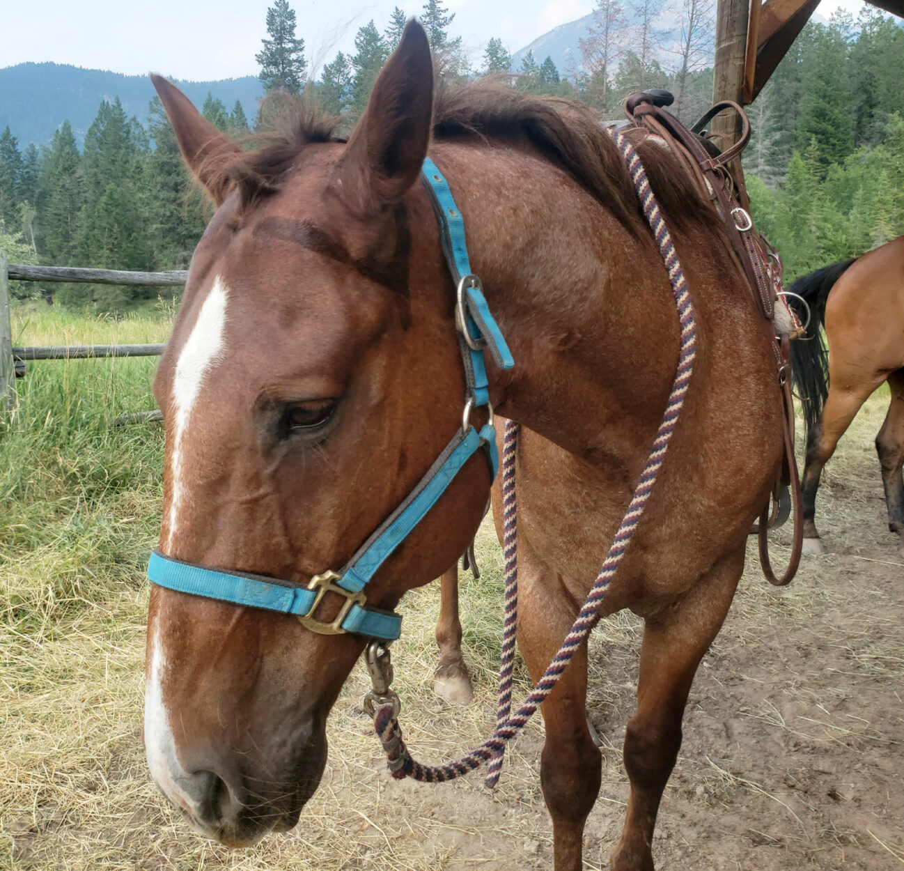 Horseback Riding in the Columbia Valley on Where Rockies