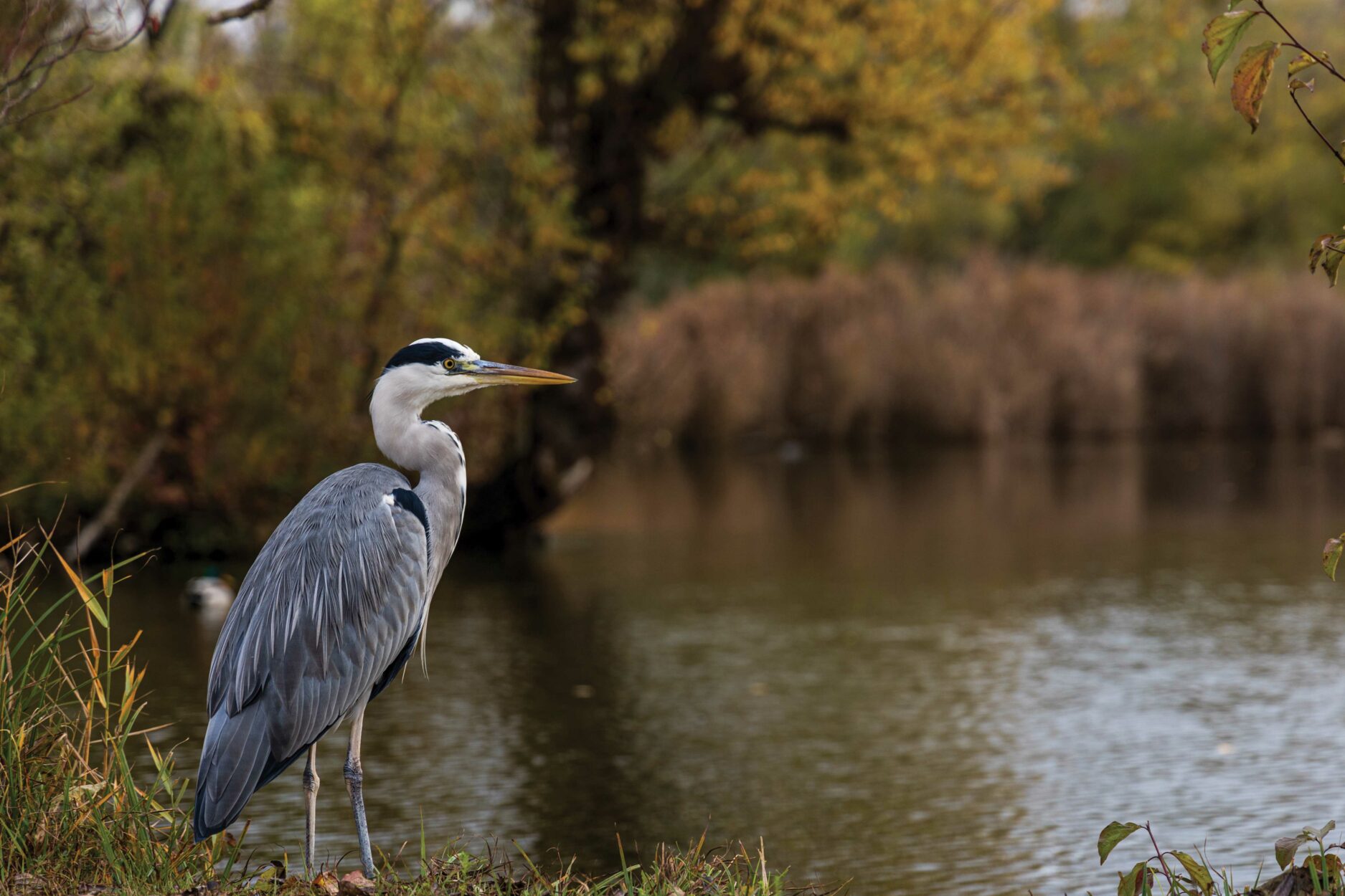 Wild Wetlands Main Photo