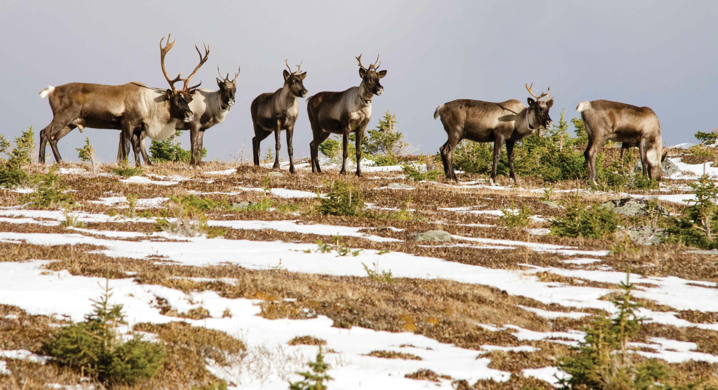 Caribou Comeback on Where Rockies