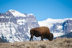 A bison grazes in front of snowy mountains