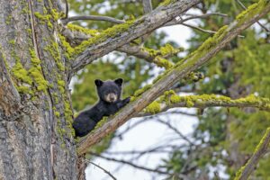 A black bear cub in a tree