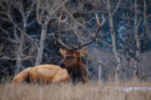 A bull elk with large antlers rests in the fall grass