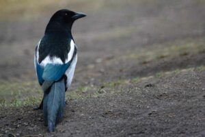 A magpie with iridescent feathers looks back at the photographer