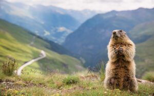 A marmot stands up on an alpine meadow with a trail in the background