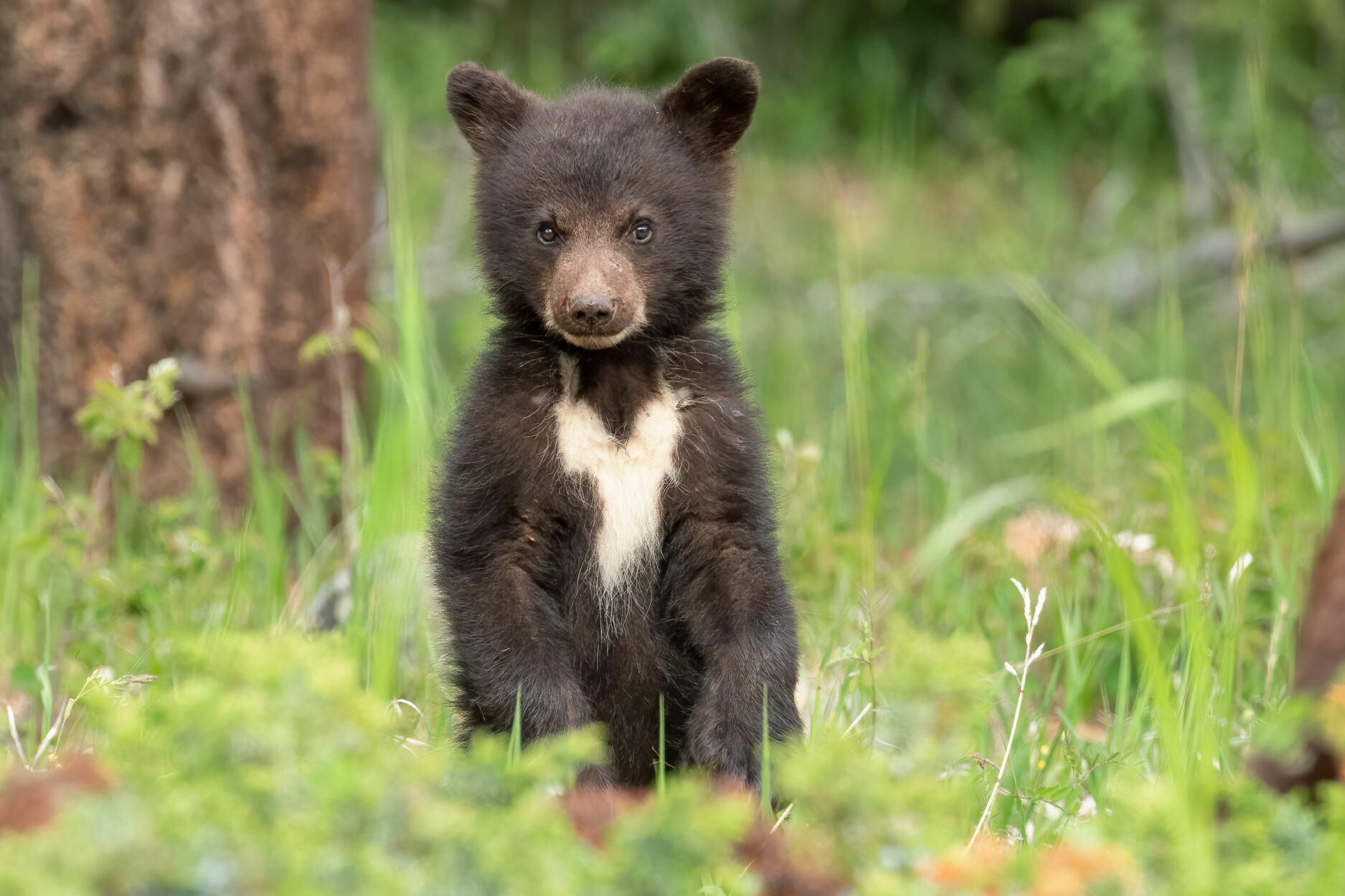 Bears on the Cover with BearHead Photography on Where Rockies