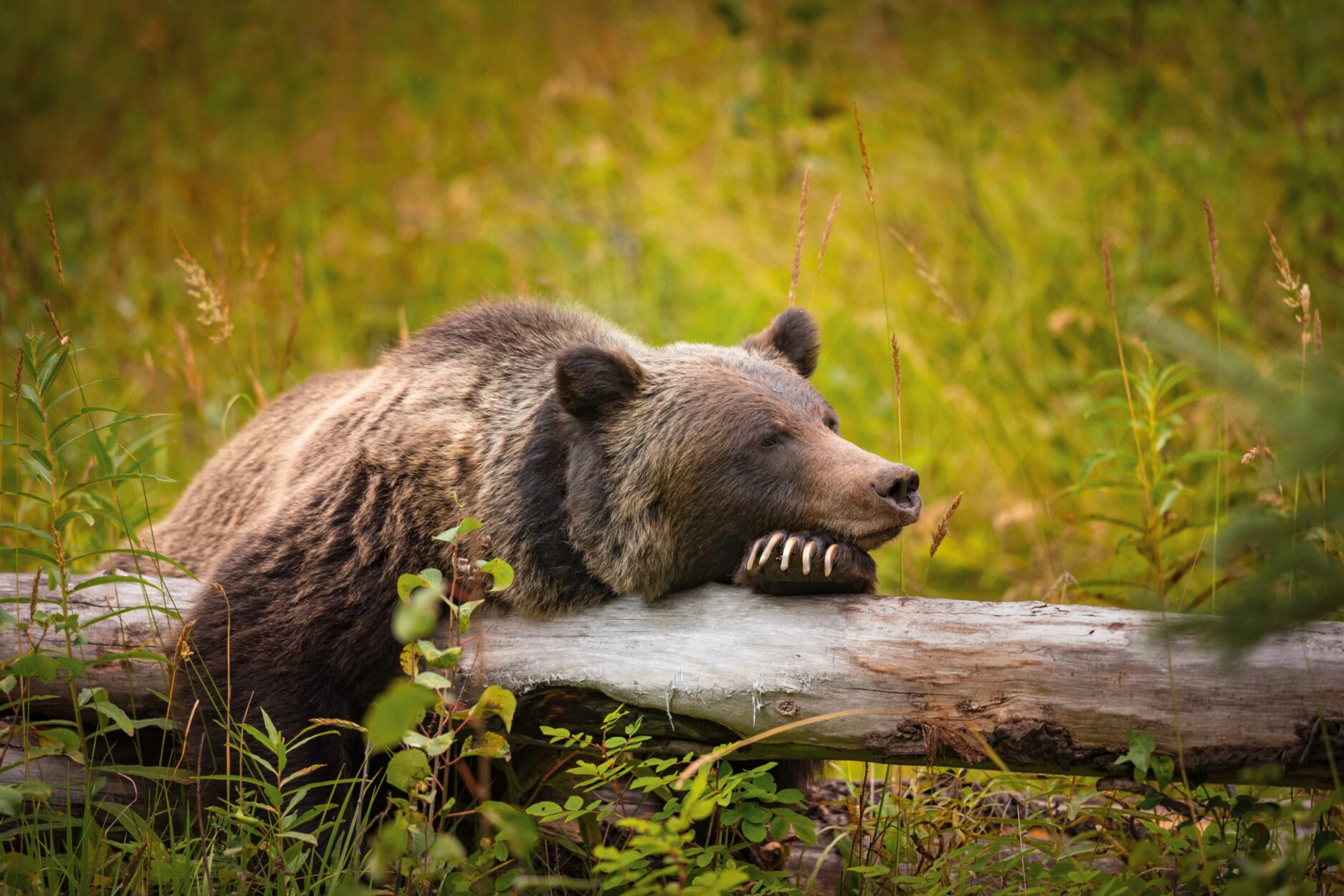 Safe Wildlife Watching in Banff on WhereRockies.com Safe Wildlife Watching in Banff Main Photo