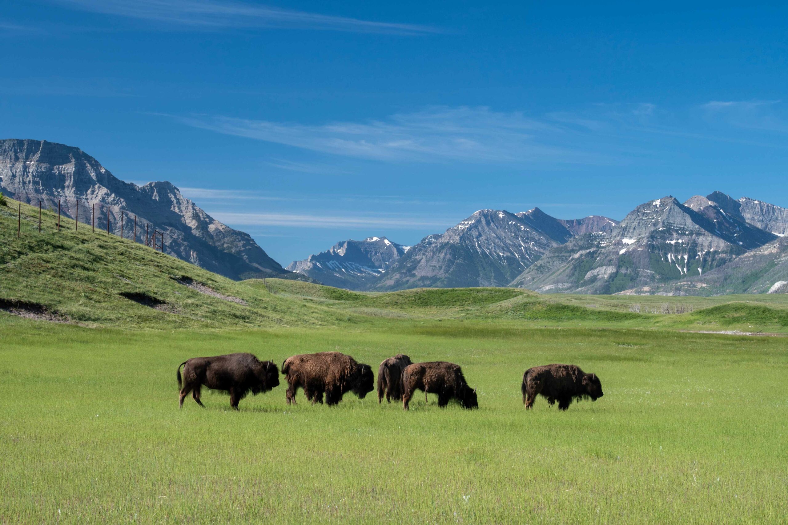 Bison graze in Waterton Lakes National Park.