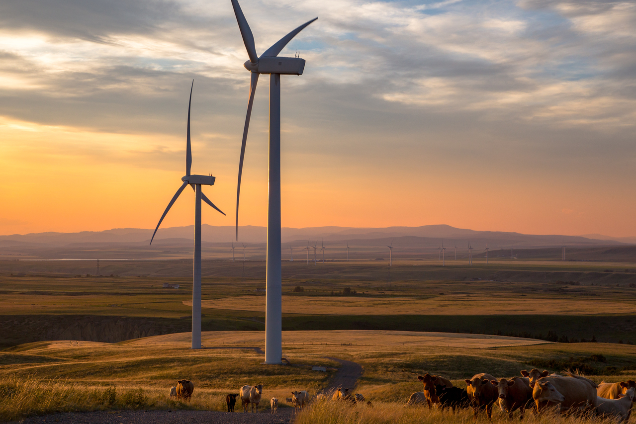 Cattle grazing in a field with windmills at sunset in Oldman Dam Provincial Recreation Area near Pincher Creek in Southwestern Alberta