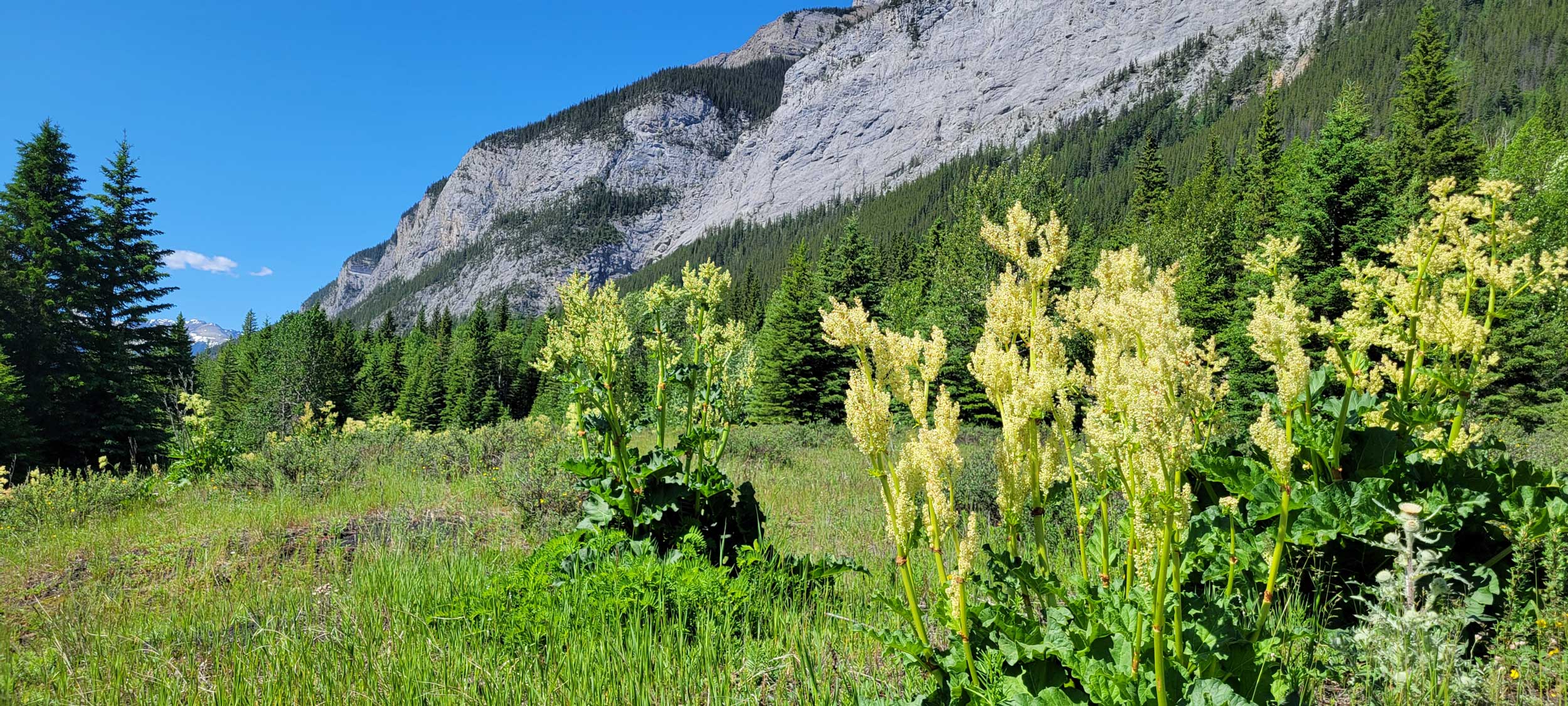 Rhubarb once grew in the gardens of the Chinese shanty town homes. Now, it grows wild in the meadows, the only reminder that people once lived here.