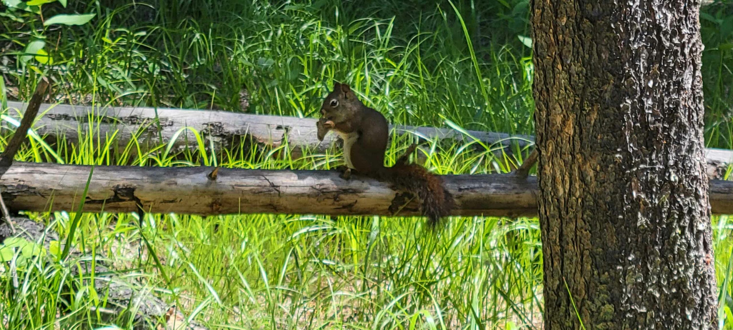 A squirrel on a log eating a pine cone on the Johnson Lake Trail.