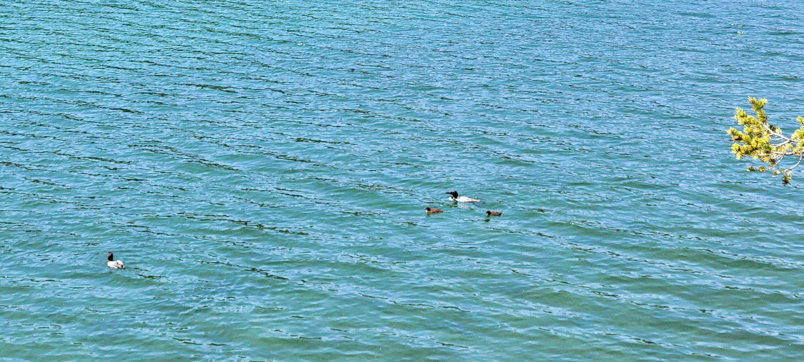 A family of loons on Johnson Lake