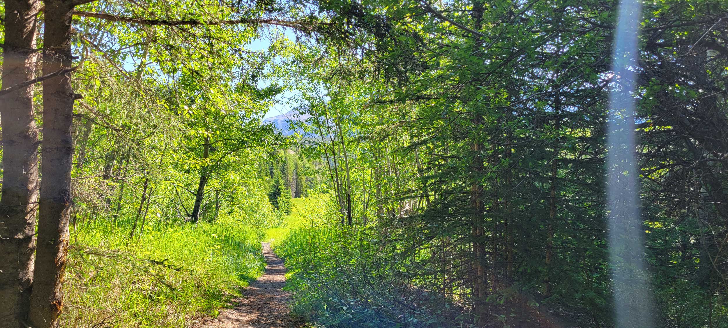 The reed portions of the walk make it easy to forget this was once a mining operation.
