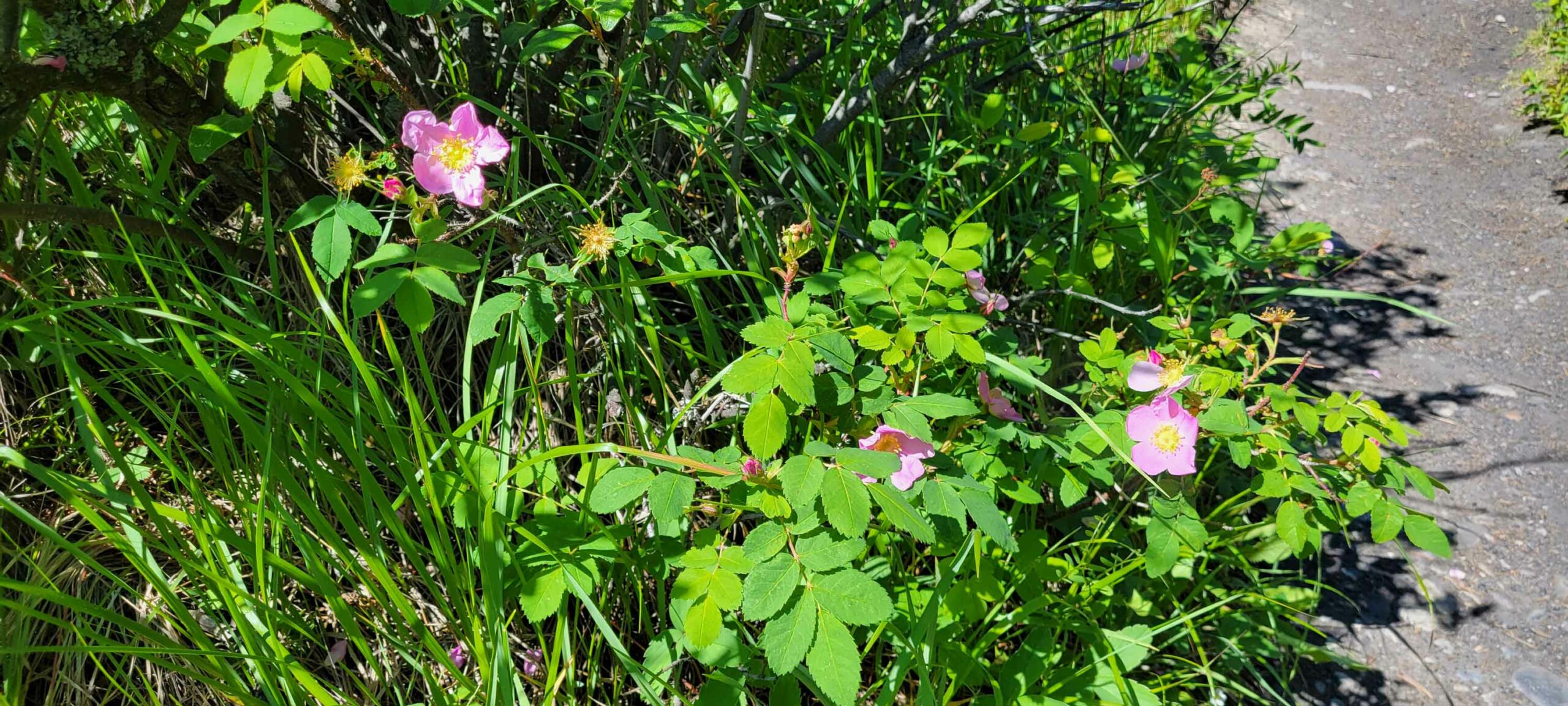 Alberta Wild Roses along the Johnson Lake Trail.