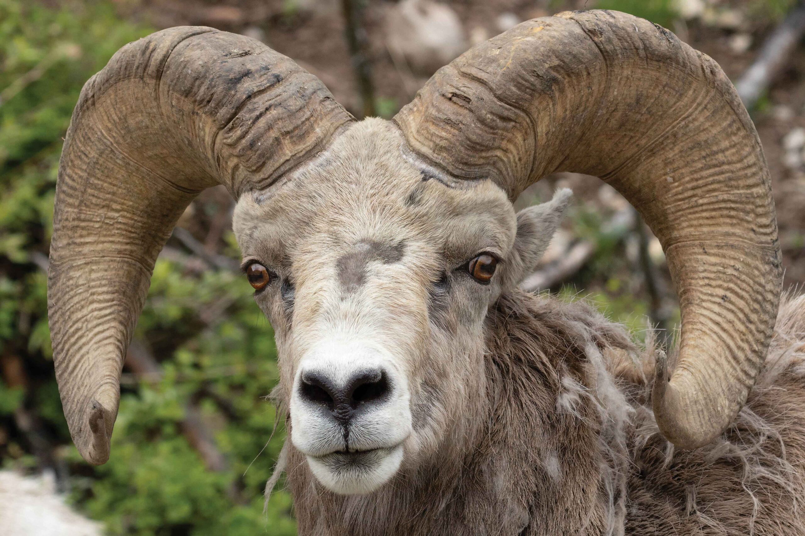 A close up of a bighorm sheep with large horns. The image was taken with a zoom lens by Dee Webb of Dee Webb Photography