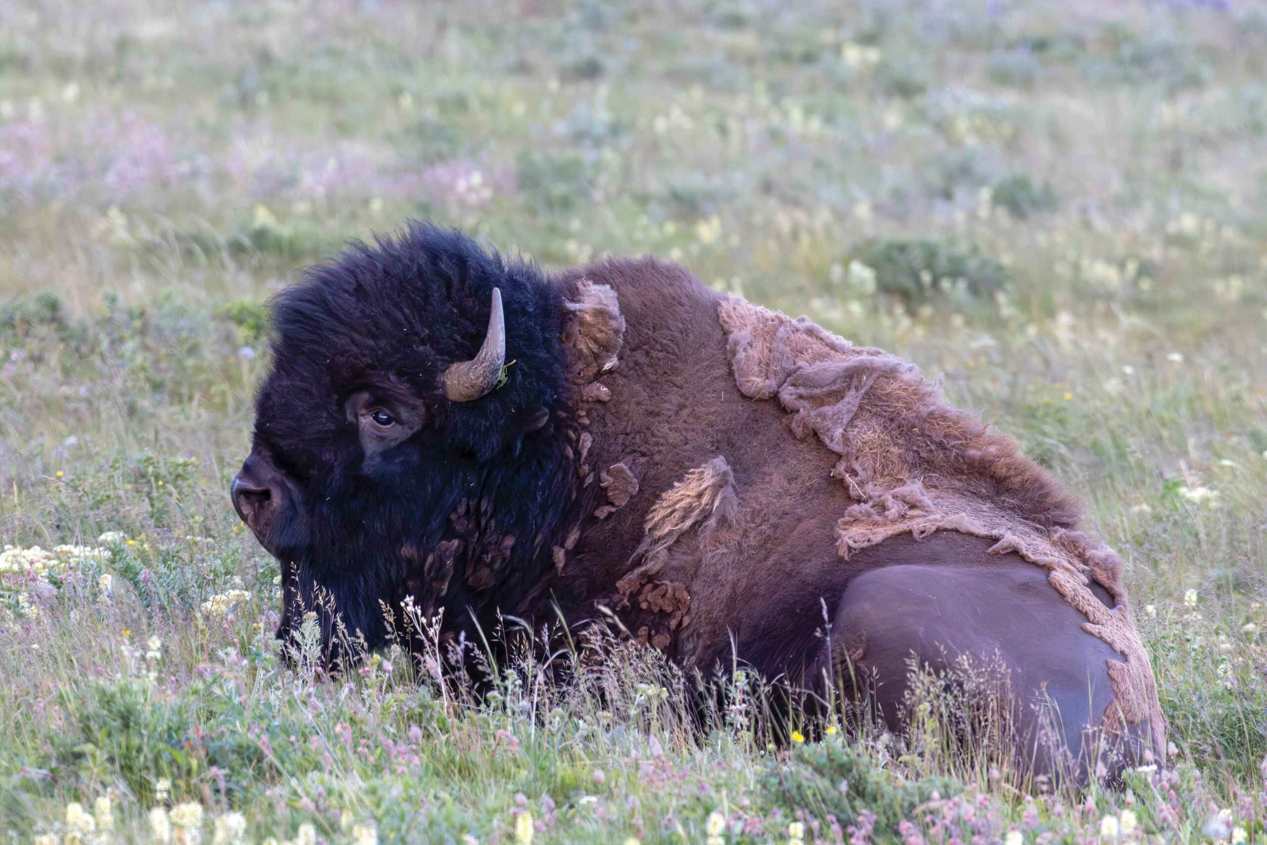 A bison sleeps in the grass in an ethical photography image from Dee Webb.