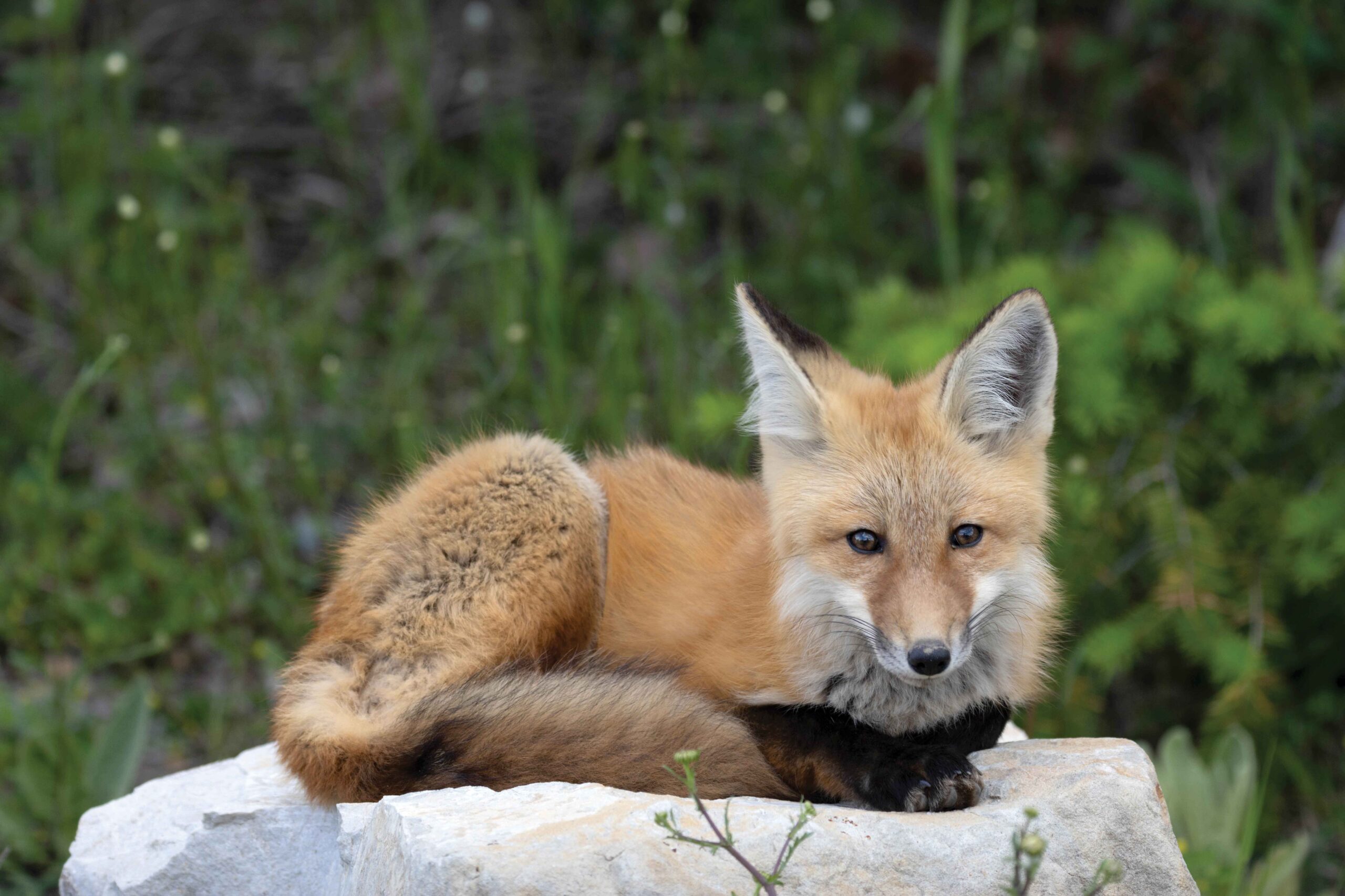 A fox sleeps on a rock in an ethical photograph from Dee Webb Photography