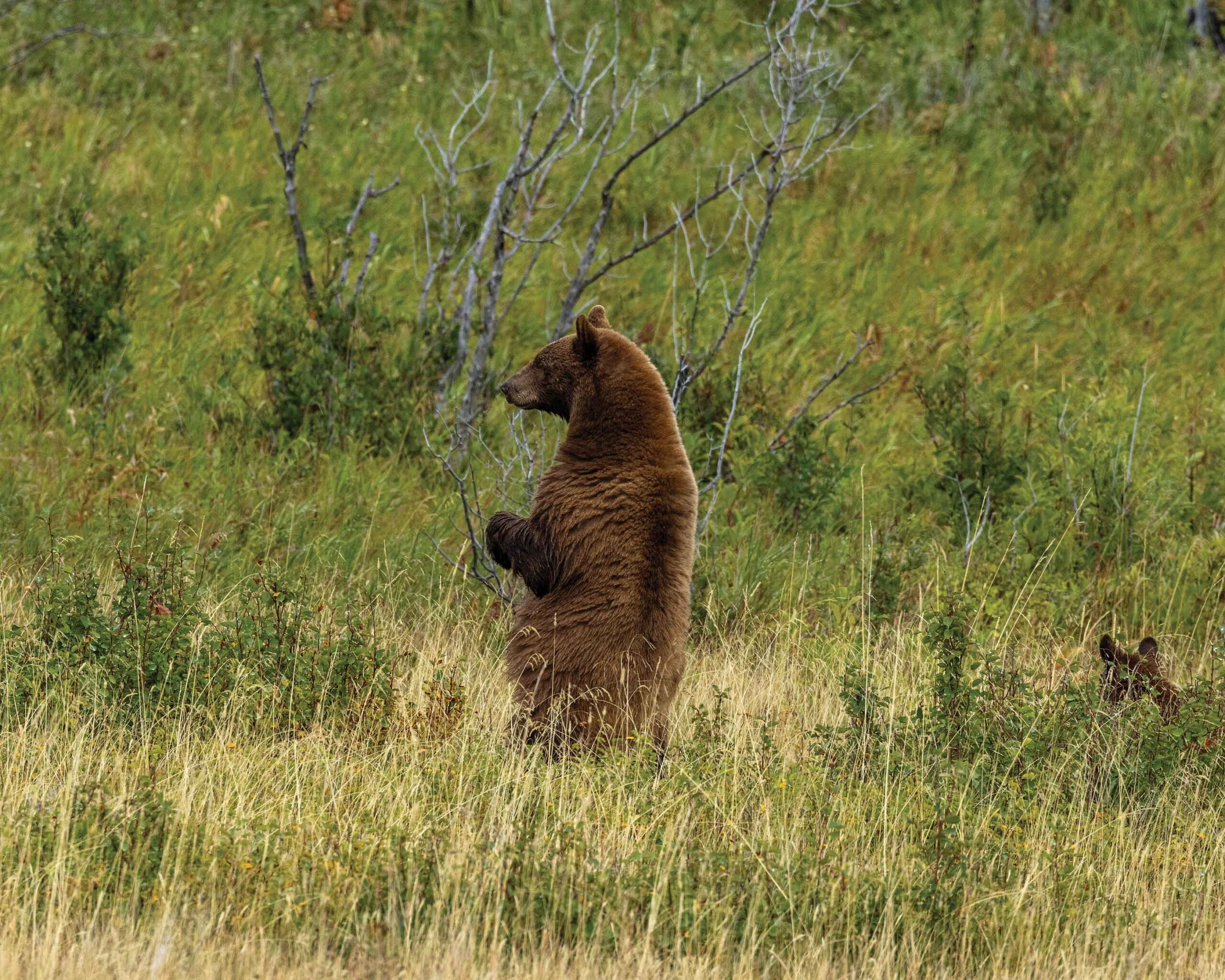 A bear stands on its hind legs while another bear crouches in the grass in a photo by ethical photographer Dee Webb.