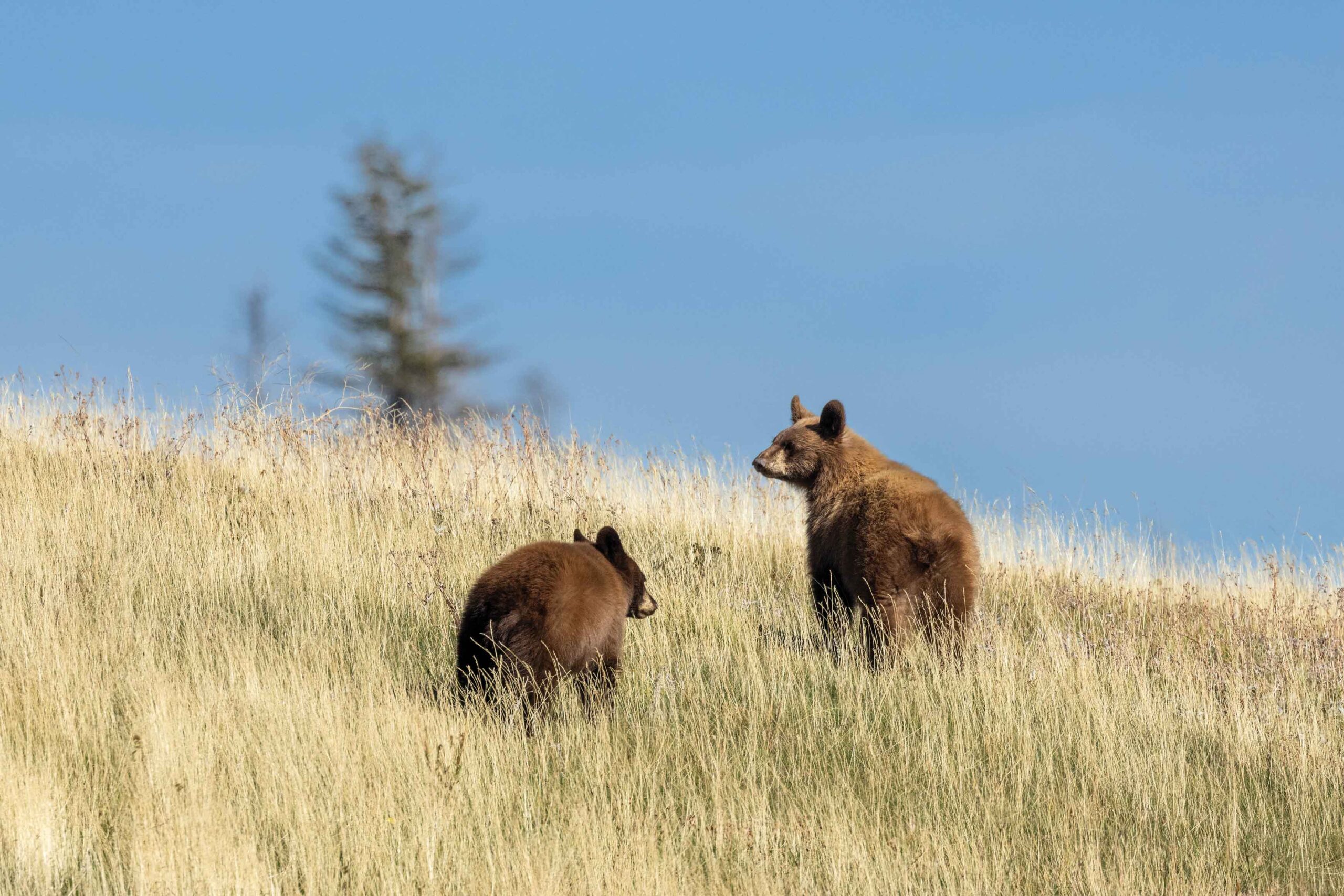 A bear stands on its hind legs while another bear crouches in the grass in a photo by ethical photographer Dee Webb.