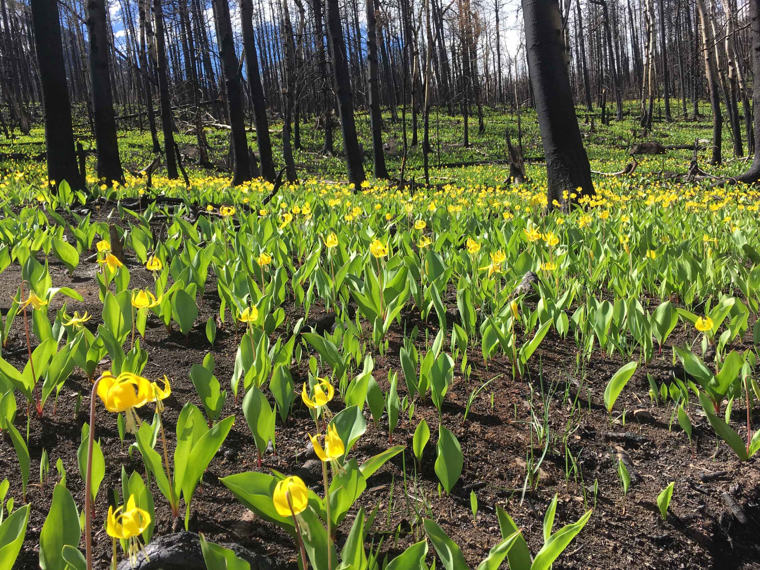 Bright yellow Glacier Lillies with vibrant green leaves carpet the ground in an area burned over by the Kenow Wildfire.