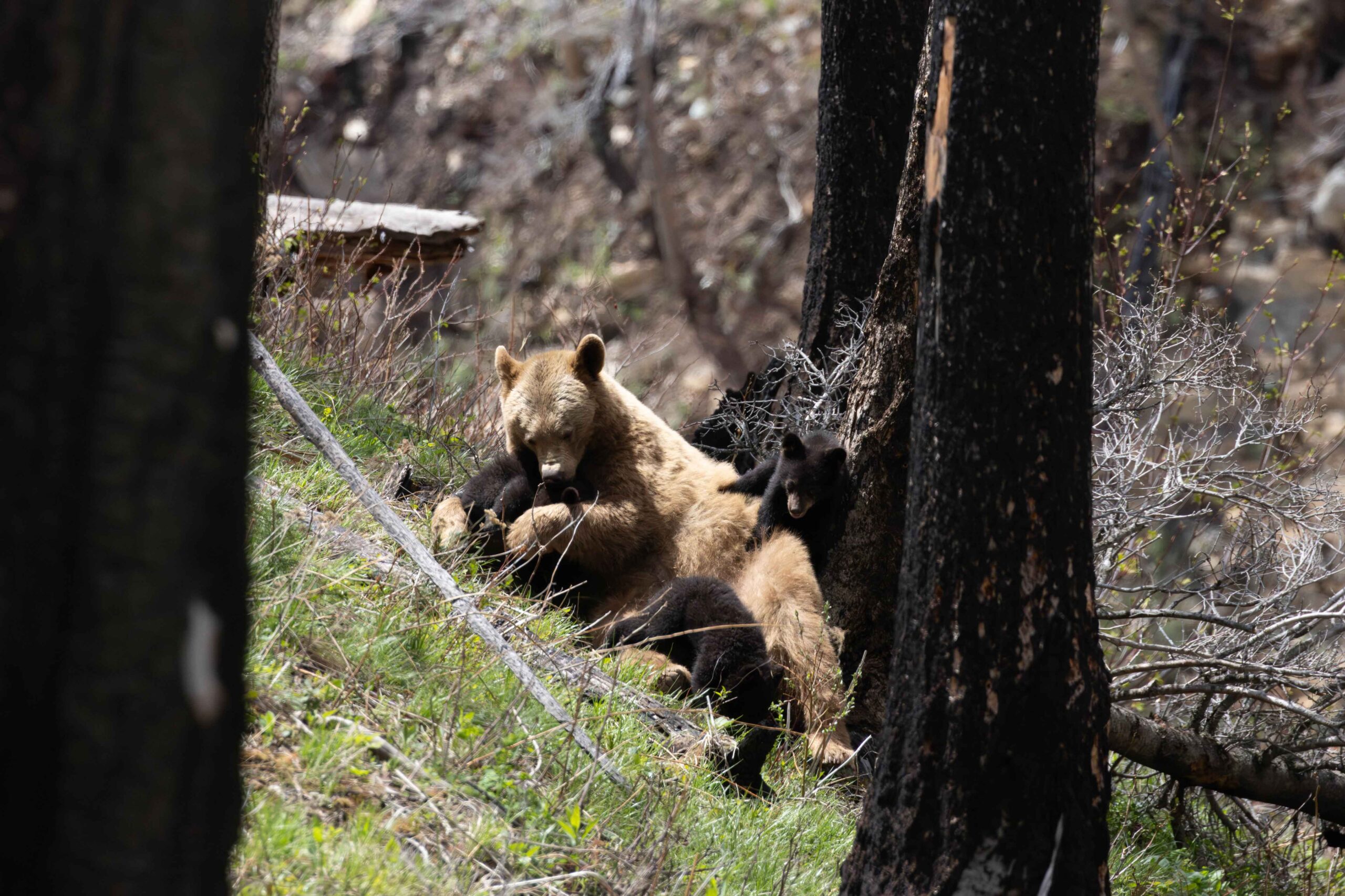 A momma bear and her cubs play in the green area under burned logs after the Kenow Wildifre