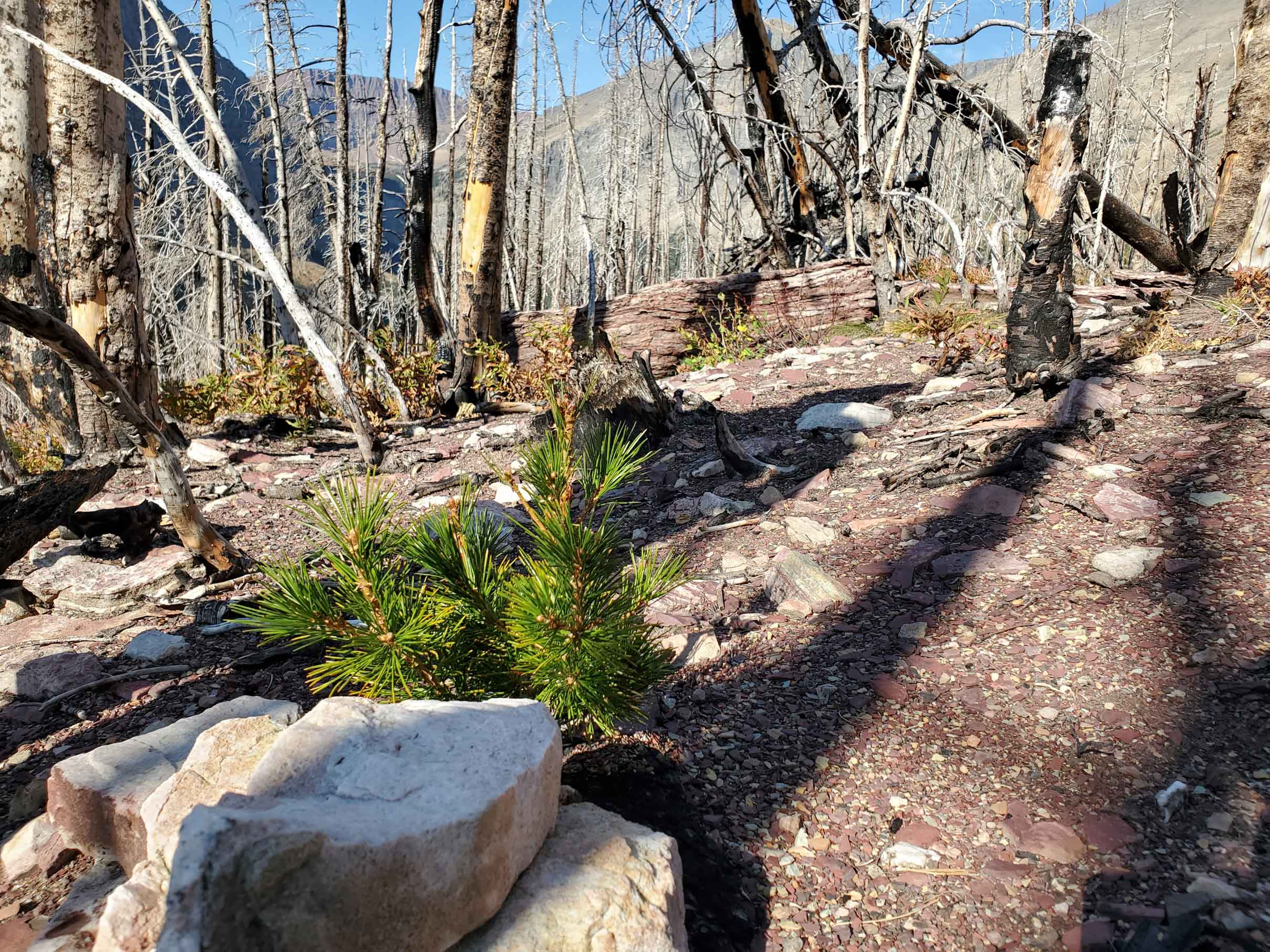 A whitebark pine sapling sprouts from behind a rock in an area burned over by the Kenow Wildfire.