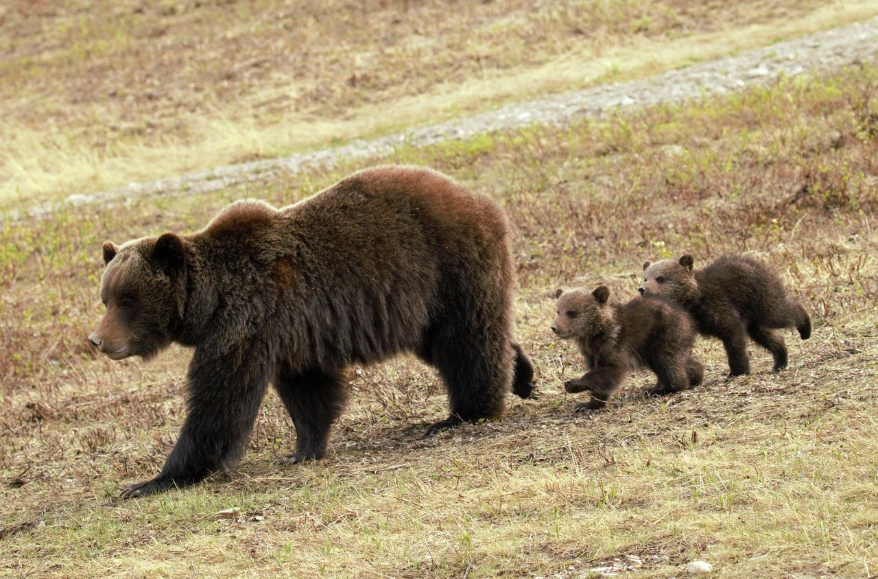 A mother grizzly with two cubs spotted in Jasper. Seeing wildlife is one of the best ways to make the most outta summer, but make sure to take a tour for the best chances to safely view them!