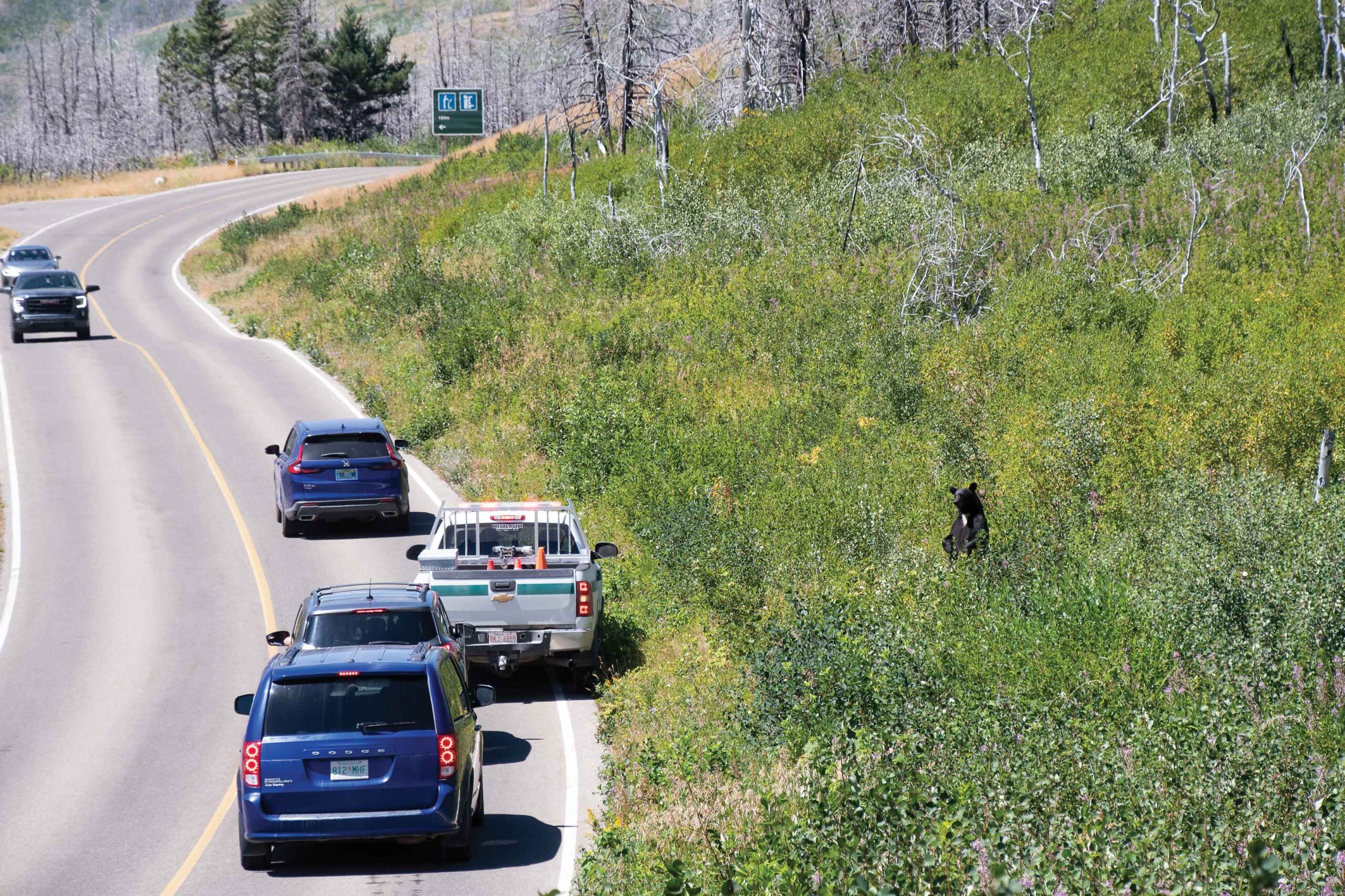 A bear on the side of the road causes a "bear jam" as people pull over to watch the animal. Wildlife can become dangerous if they are threatened or surrounded by people.