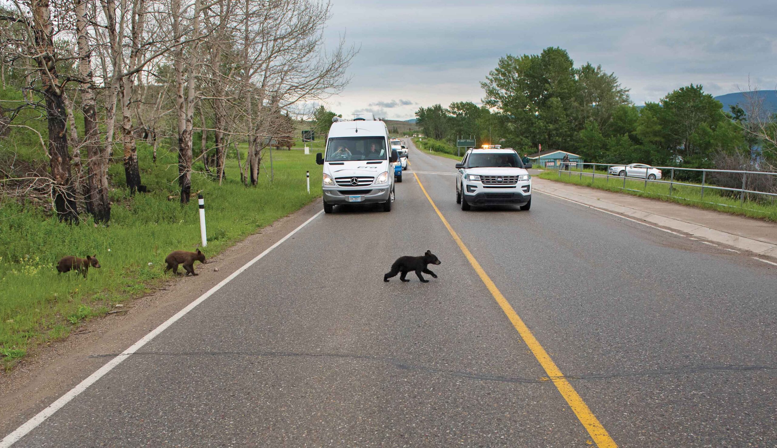 Bear cubs cross the road in Waterton Lakes National Park ahead of a Parks Canada vehicle and stopped traffic. Driving safely and following the speed limits will help ensure widlife have room to move.