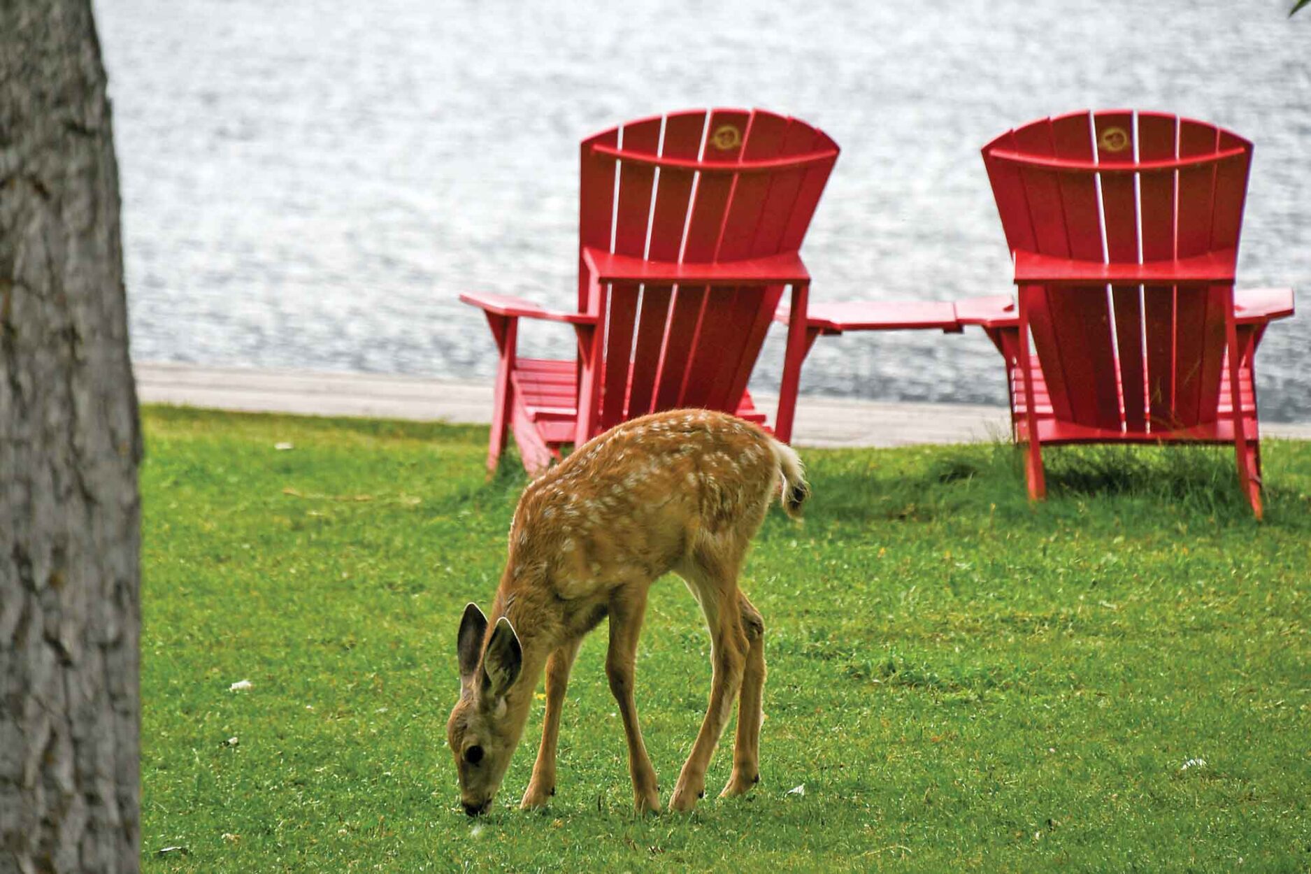 Keep Your Distance, Keep Them Safe: Wildlife Safety in Waterton Lakes National Park on WhereRockies.com Keep Your Distance, Keep Them Safe: Wildlife Safety in Waterton Lakes National Park Main Photo